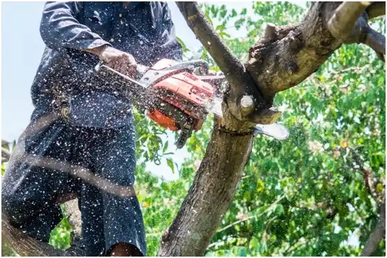 tree services Shamrock